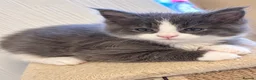 Maine Coon cats for sale: Pure Maine Coon kittens for sale  in Mansfield - Advert 3