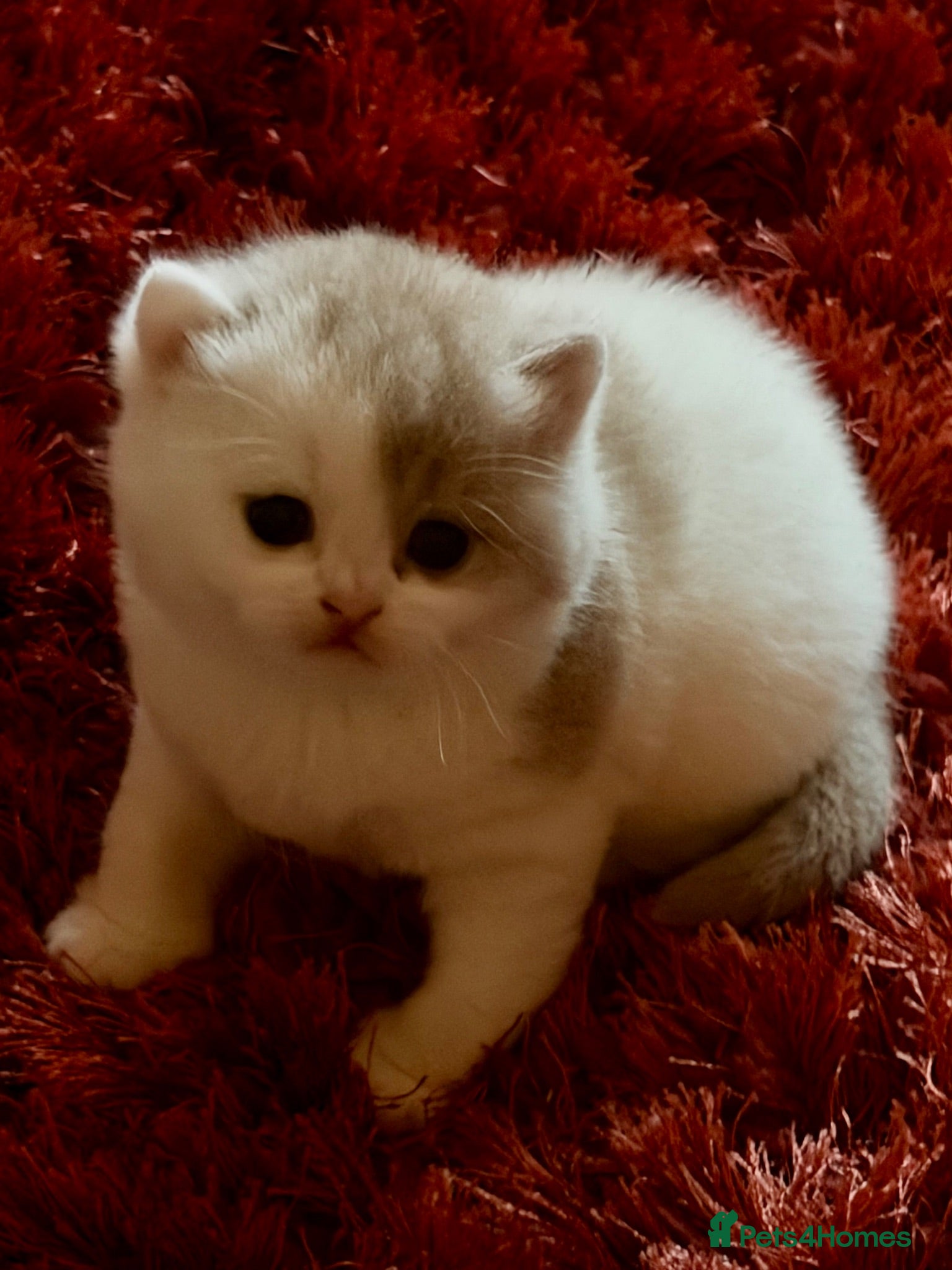 British Shorthair cats BSH Blue & White Boys , Lilac & White Girl - Advert 2