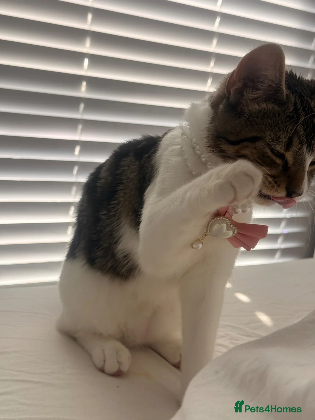 Domestic Shorthair cats for sale: 💖Meet Cookie-Dior, looking for His Forever Home🏡 in Birmingham - Advert 2