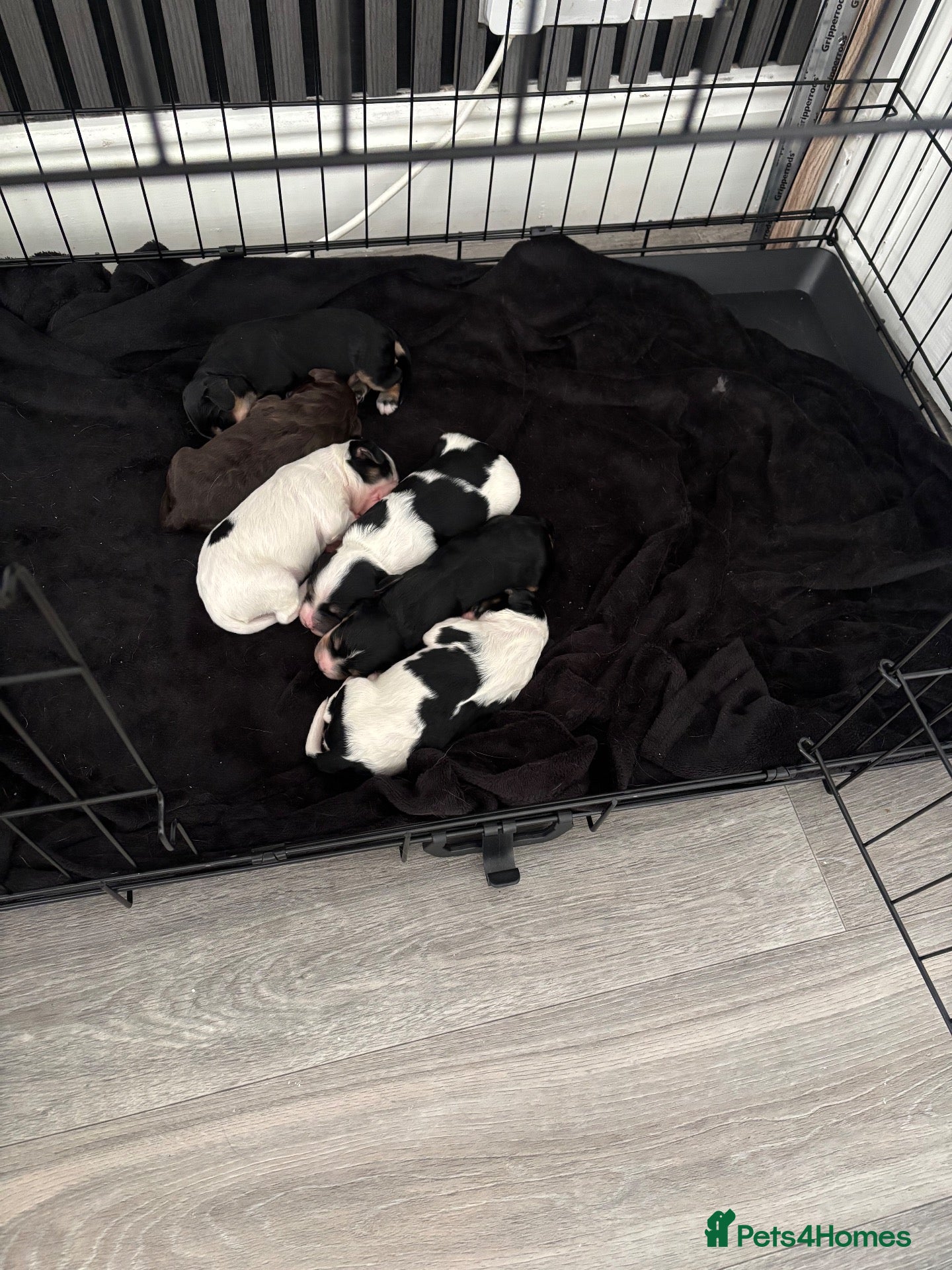 Cockapoo dogs for sale: Tricolour cockapoos - Advert 1