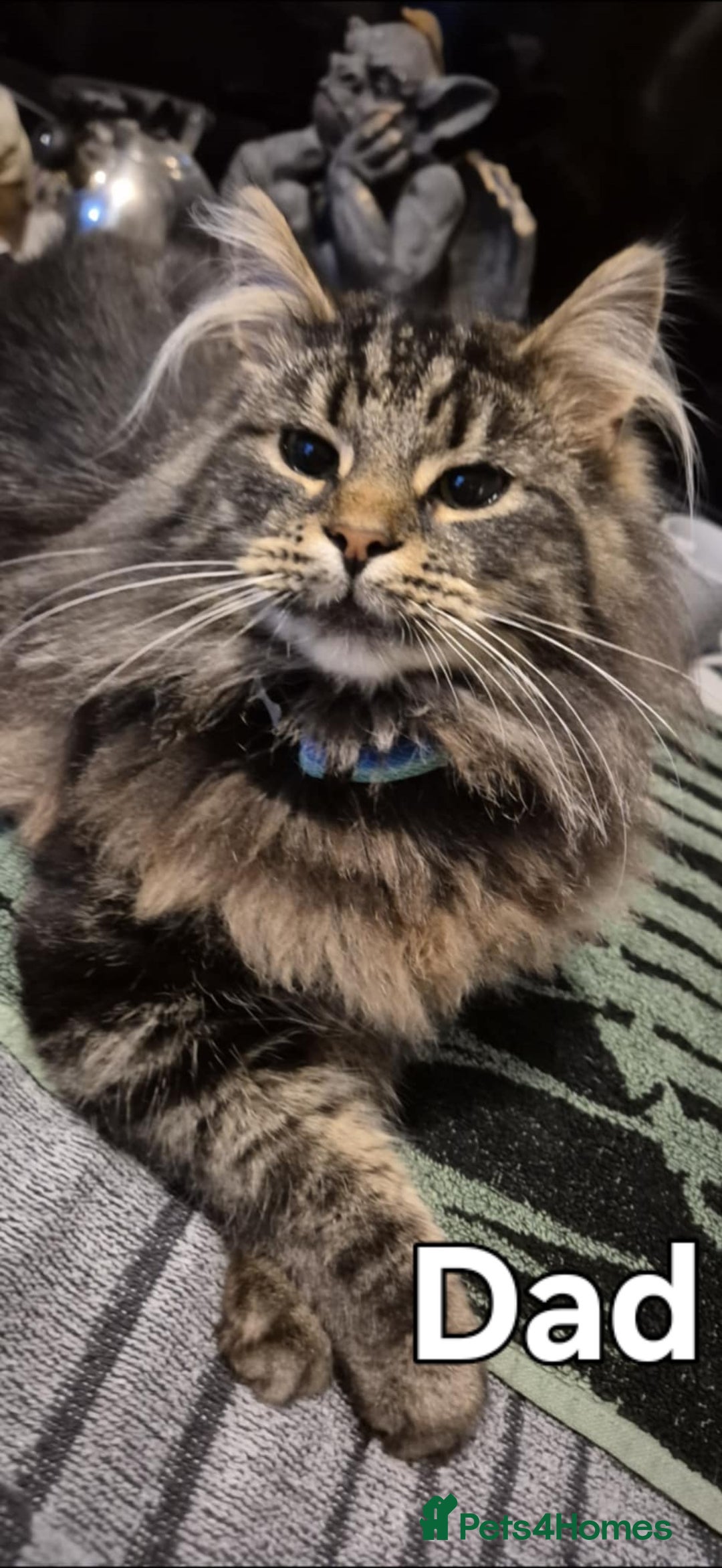 Maine Coon cats for sale: Maine coon kittens  - Advert 1