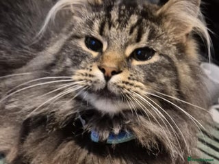 Maine Coon cats Maine coon kittens - Advert 15