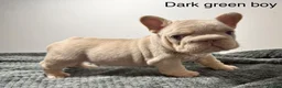 French Bulldog dogs for sale: Isabella NEWSHADE French bulldogs - Advert 6