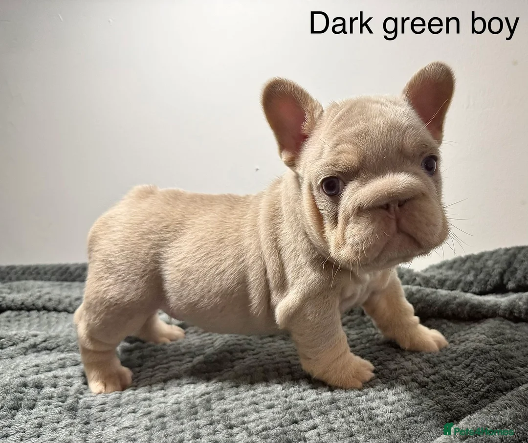 French Bulldog dogs for sale: Isabella NEWSHADE French bulldogs - Advert 6