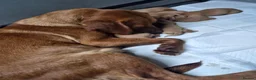 Labrador Retriever dogs for sale: Beautiful KC Fox Red Labrador Puppies  - Advert 8