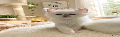 Ragdoll Lilac Mitted (with the most adorable Blaze)