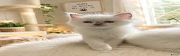 Ragdoll cats for sale: Ragdoll Kittens GCCF lilac and Blue beautiful  - Advert 3