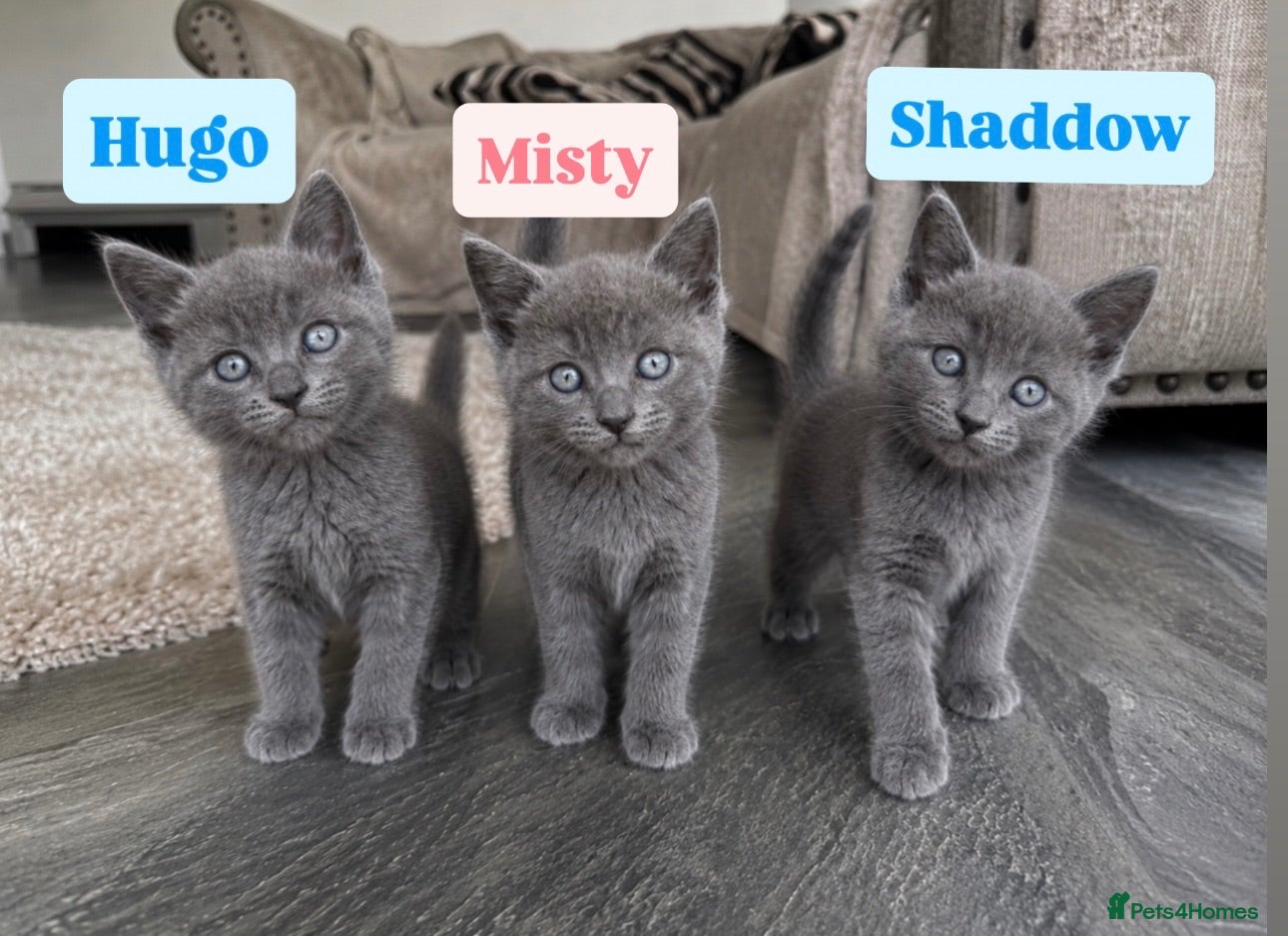 Ragdoll cats STUNNING SMOKEY 🩷 Ragdoll X Kittens  - Advert 16
