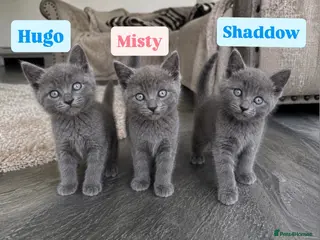 Ragdoll cats STUNNING SMOKEY 🩷 Ragdoll X Kittens - Advert 16