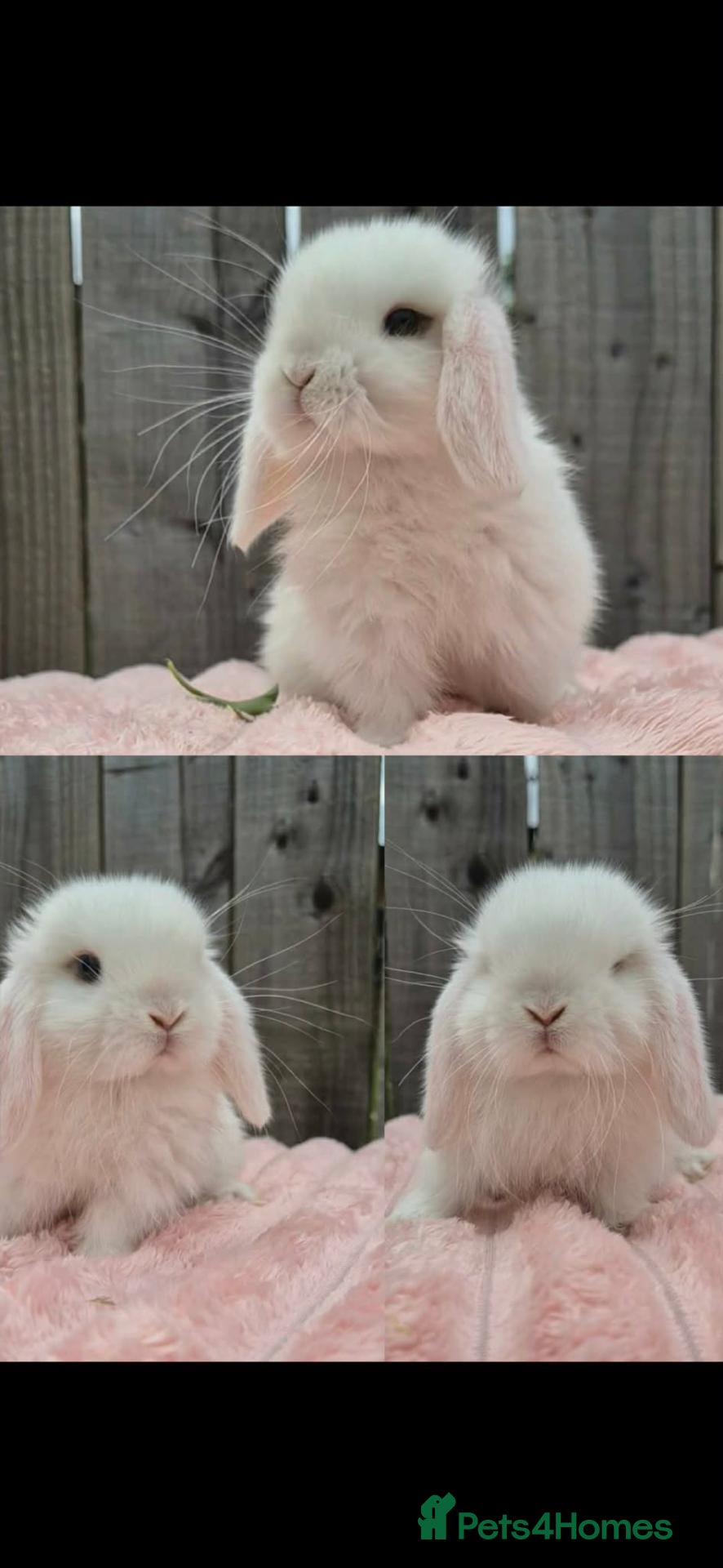 Mini Lop rabbits Mini lop boys - Advert 7