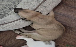 Whippet dogs for sale: KC Registered Whippet Pups - 2 girls left - Image 8