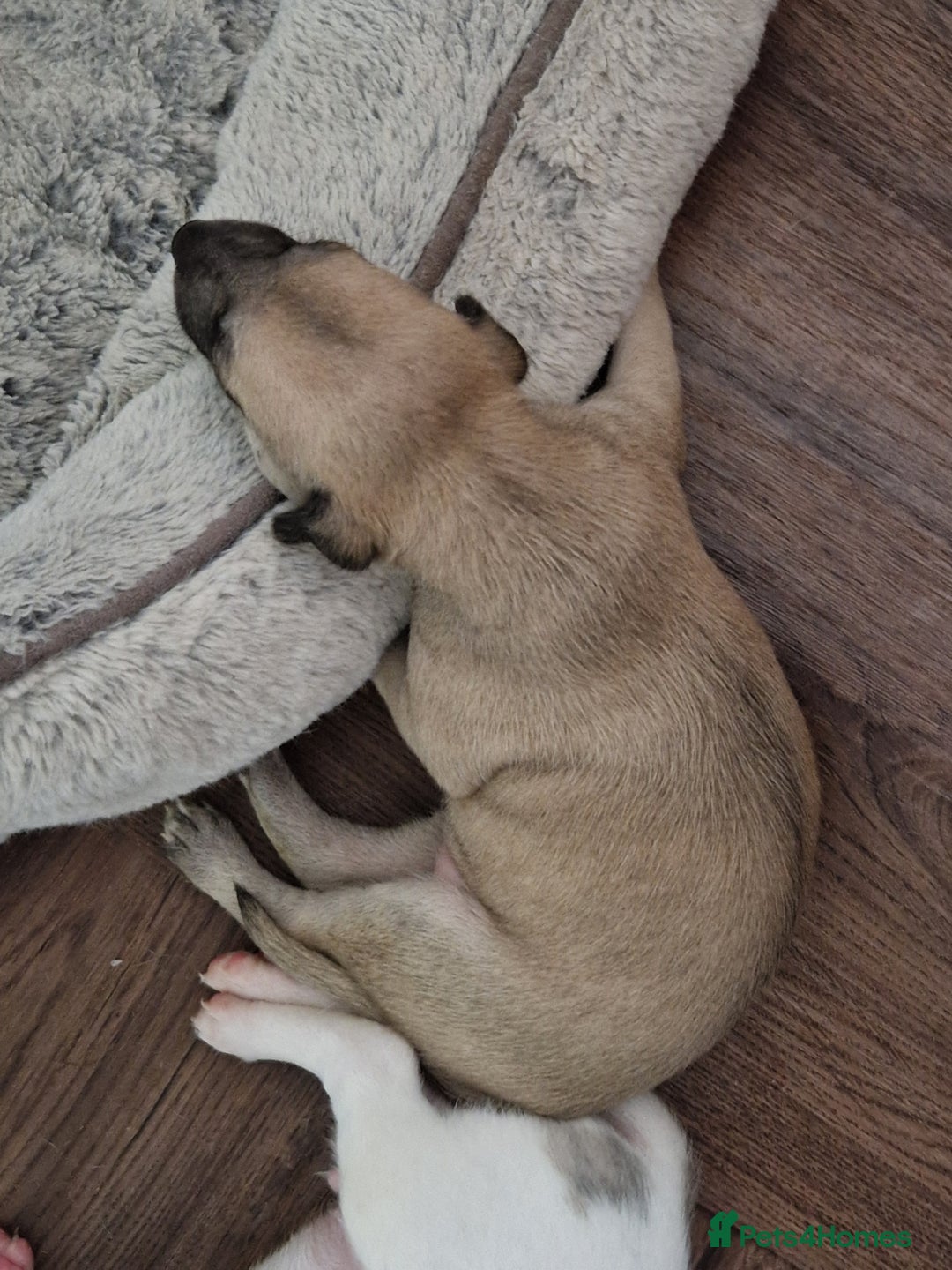 Whippet dogs for sale: KC Registered Whippet Pups - 2 girls left - Image 8
