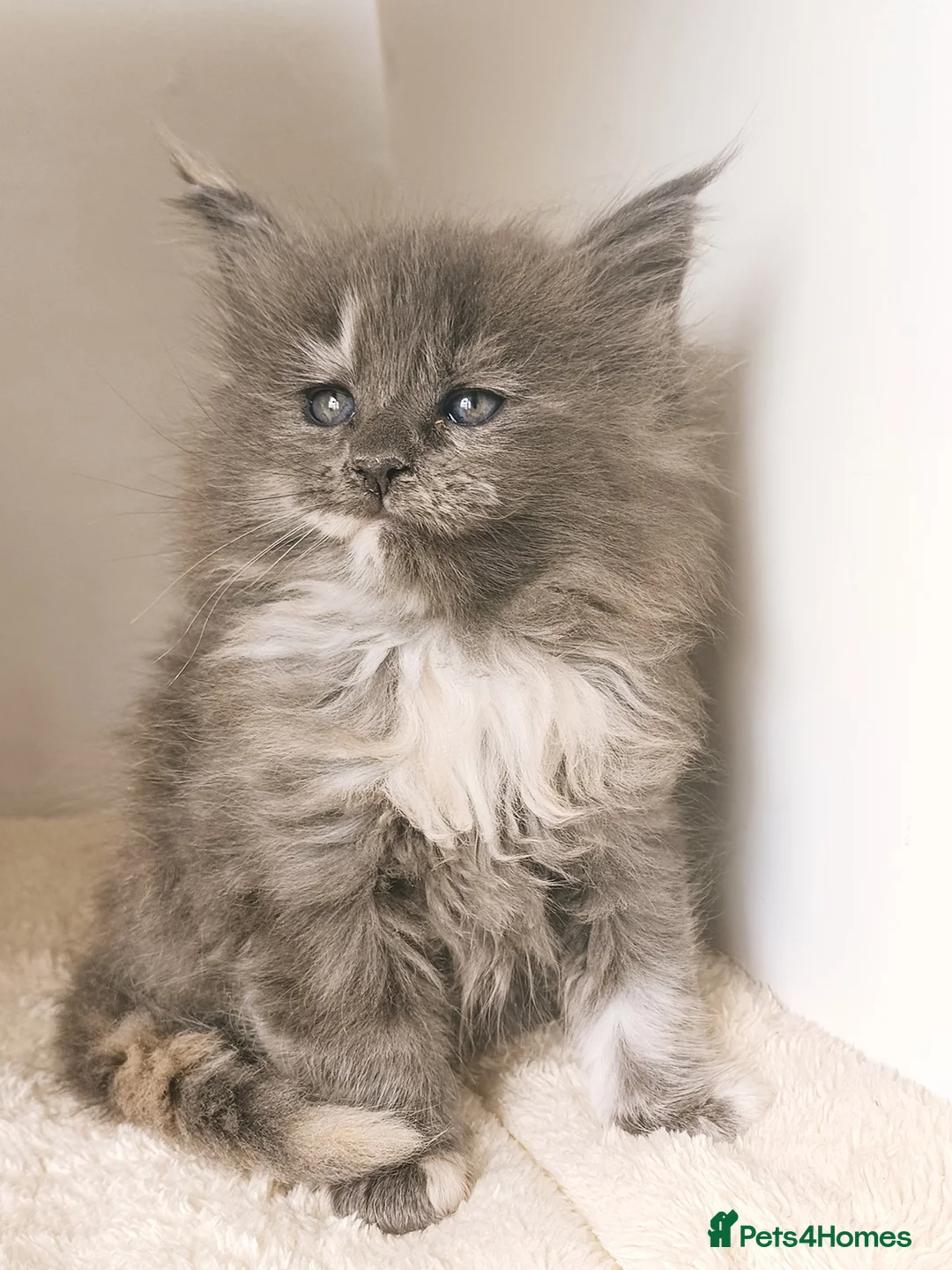 Maine Coon cats for sale: XXL Maine coon kittens + DNA health tested - Advert 2