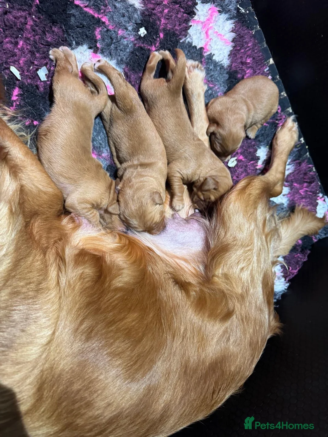 Golden Retriever dogs for sale: BEAUTIFUL GOLDEN RETRIEVERS-PARENTS HEALTH TESTED - Advert 13