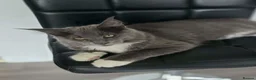 Maine Coon cats for sale: Maine Coon kittens for sale - Advert 6