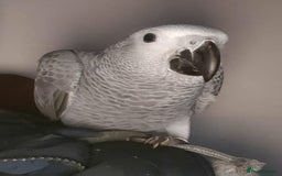 Parrots birds for sale: African grey parrot - Image 8