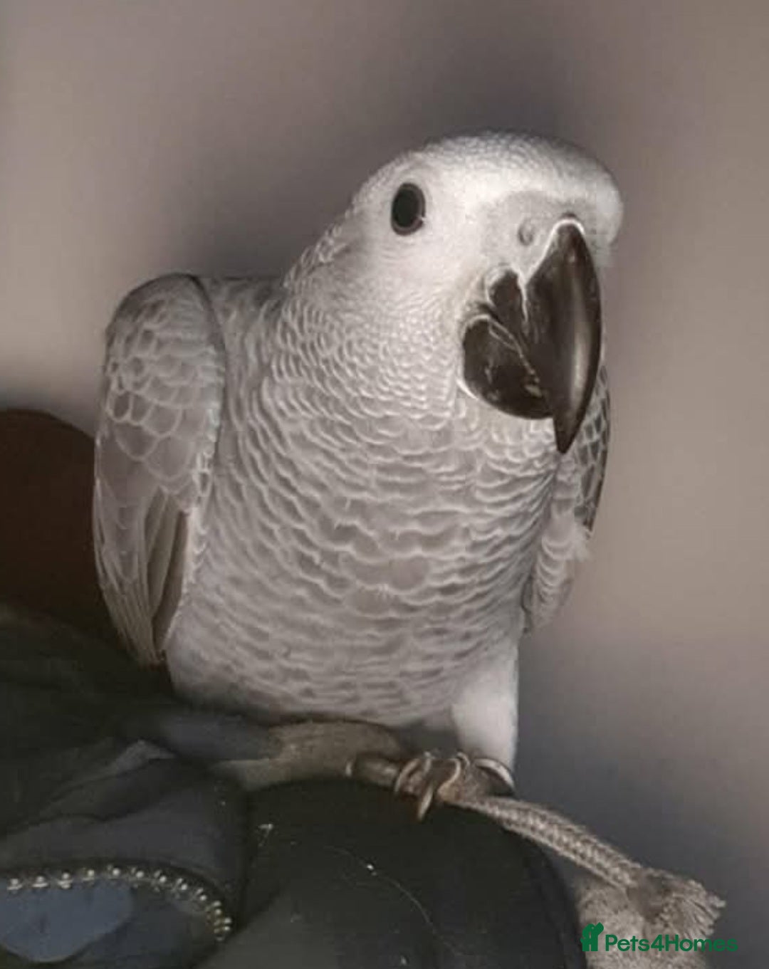 Parrots birds for sale: African grey parrot - Image 8
