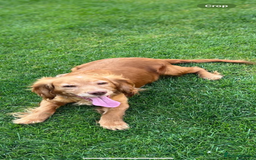 Cocker Spaniel dogs for sale: Beautiful little boy - Image 9