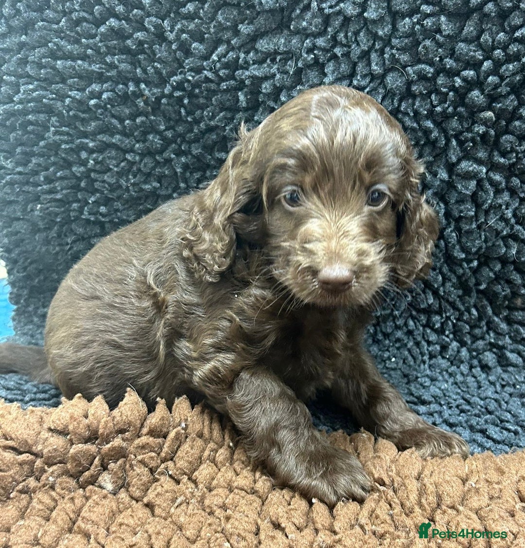 Cockapoo dogs for sale: Beautiful fully DNA tested show Cockapoo puppies - Image 4