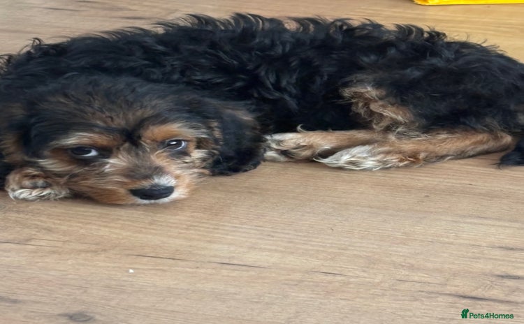 Mixed Breed dogs Beagle x poodle puppies LAST GIRL - Advert 16