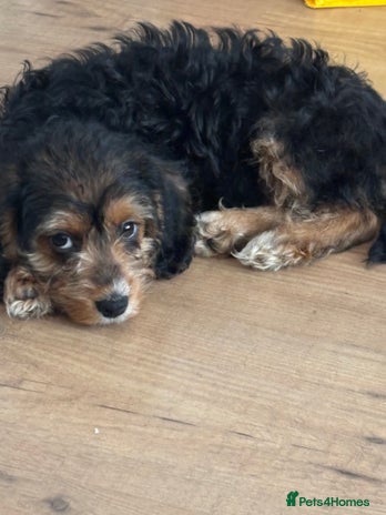 Mixed Breed dogs Beagle x poodle puppies LAST GIRL - Advert 16