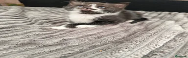 Domestic Shorthair 4