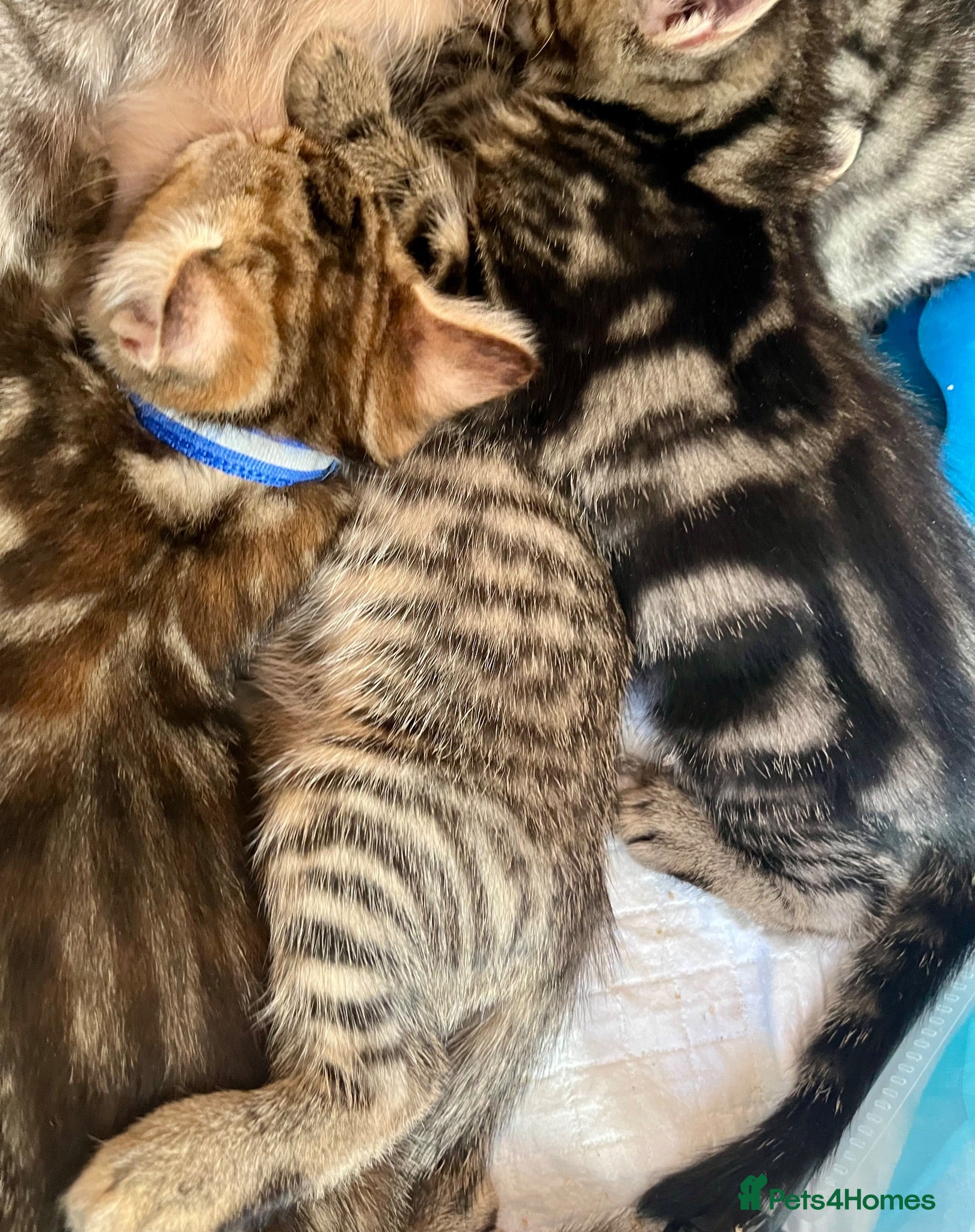Bengal cats Bengal X Kittens With Famous Siblings!  - Advert 2