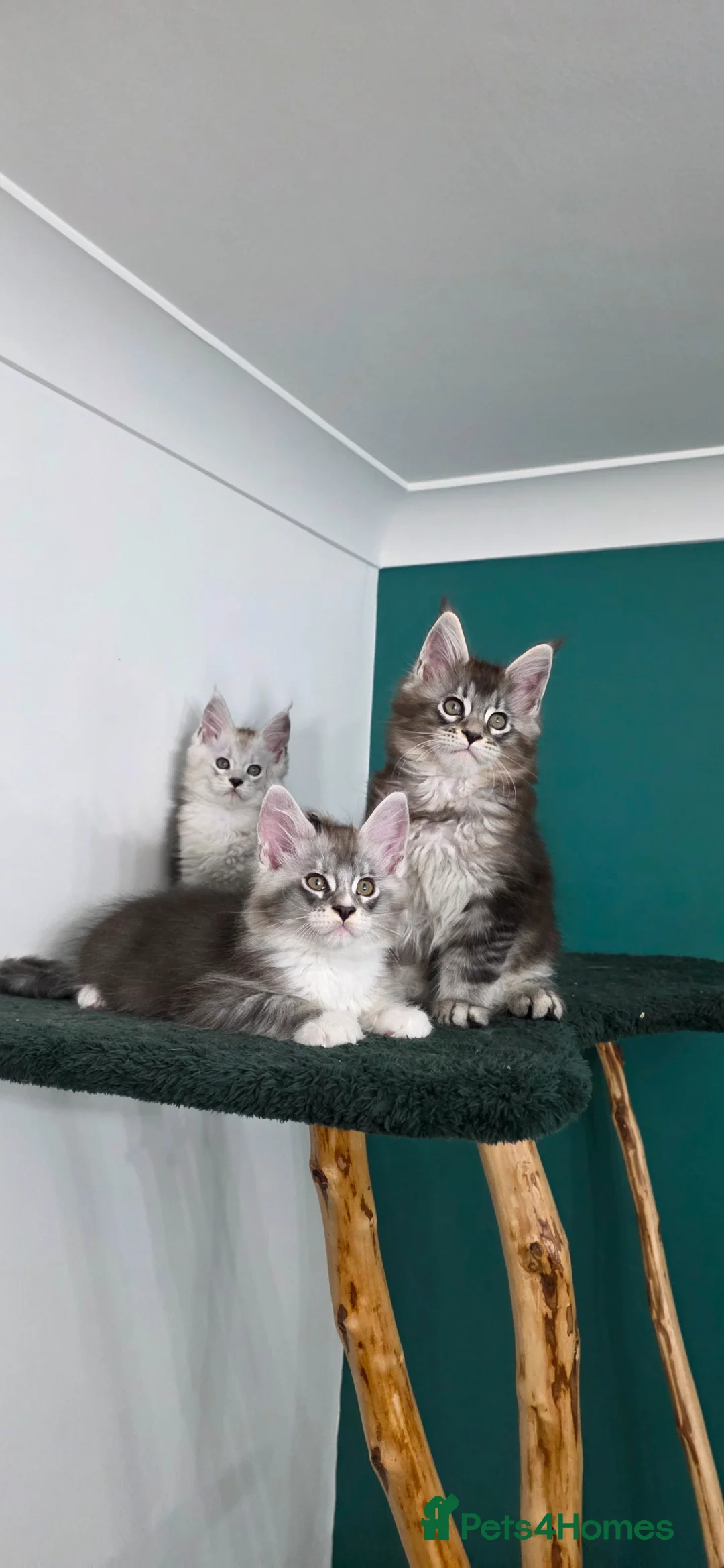 Maine Coon cats for sale: Xl maine coon Kittens  in Hoddesdon - Advert 1