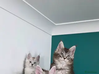 Maine Coon cats Xl maine coon Kittens - Advert 1