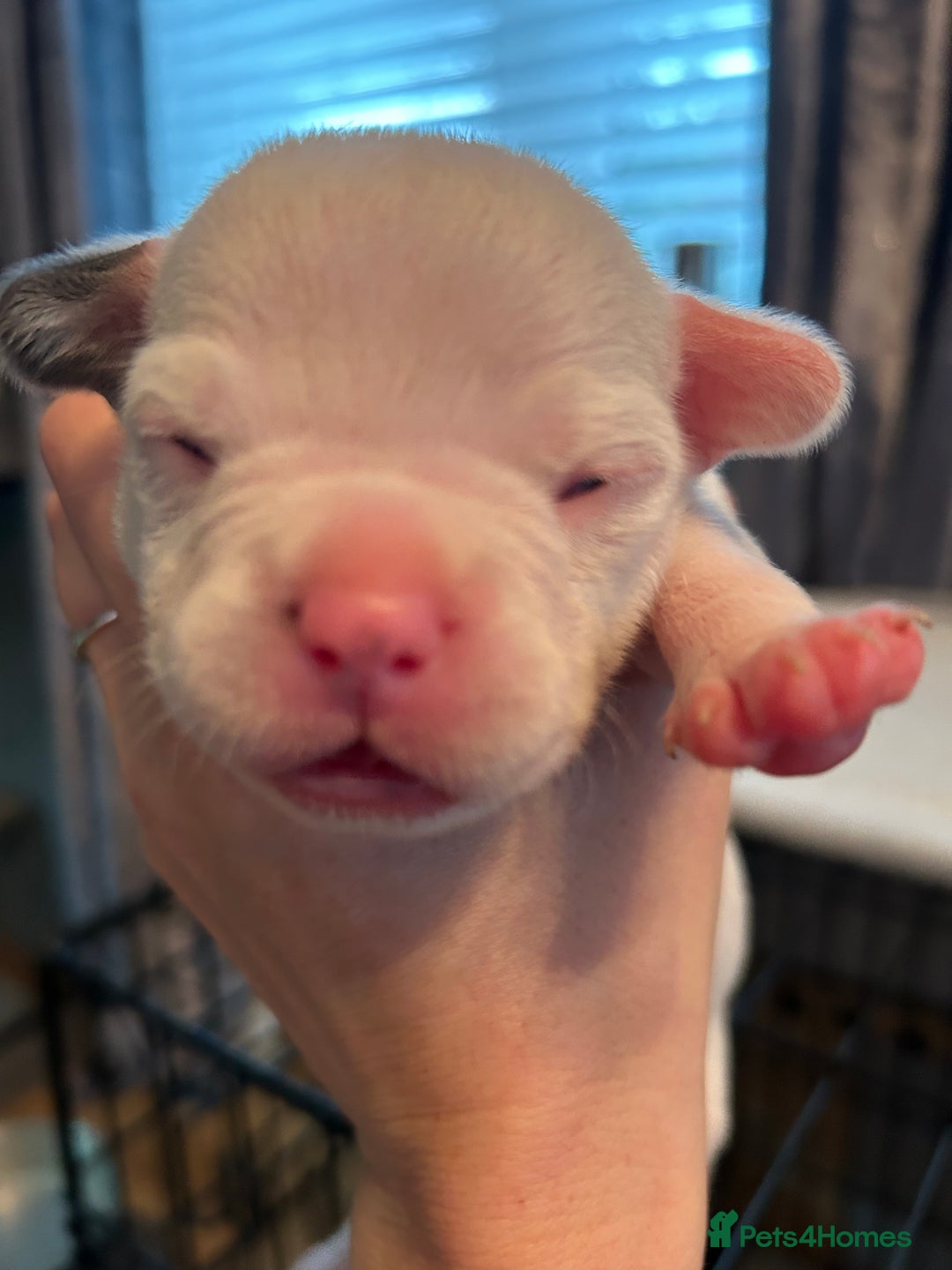 Mixed Breed dogs for sale: French bulldog x American bulldog  - Image 4