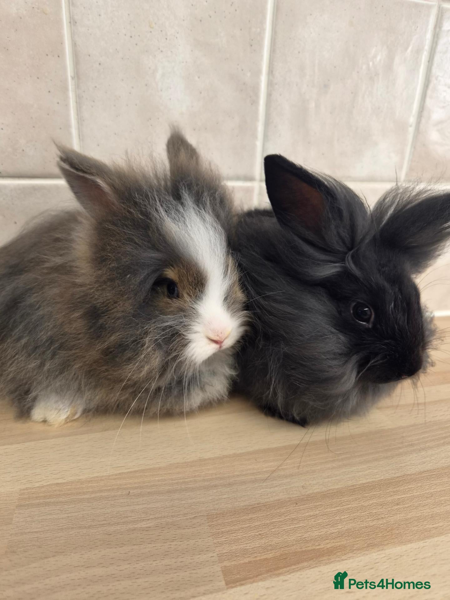 Mini Lion Lop rabbits (READY NOW) 2 LEFT - Advert 1