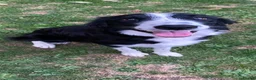 Border Collie dogs for sale: Boarder collie  - Advert 1