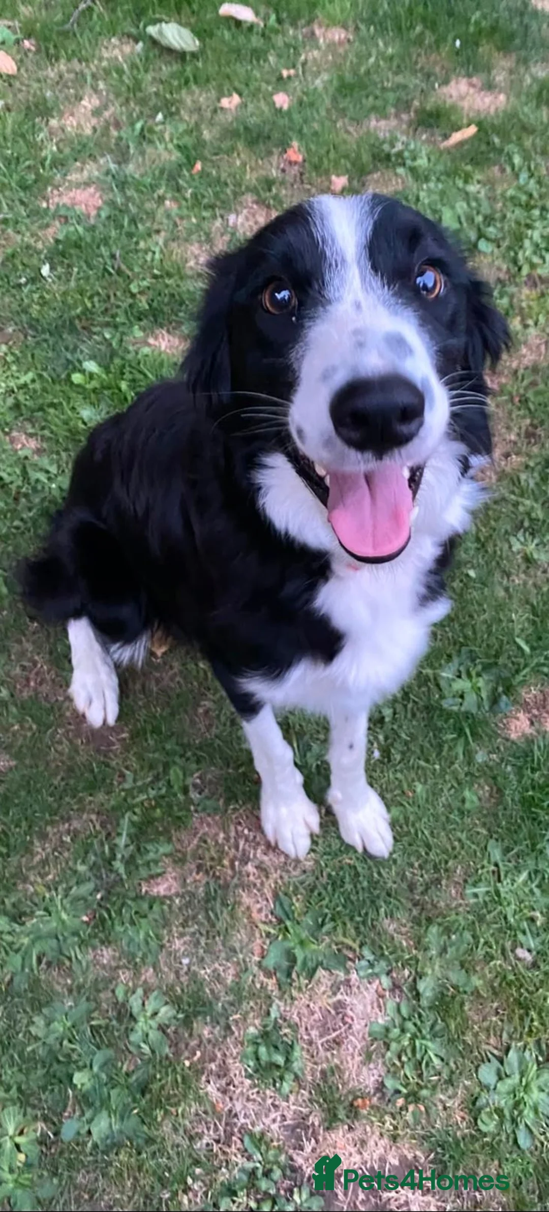 Border Collie dogs for sale: Boarder collie  - Advert 1
