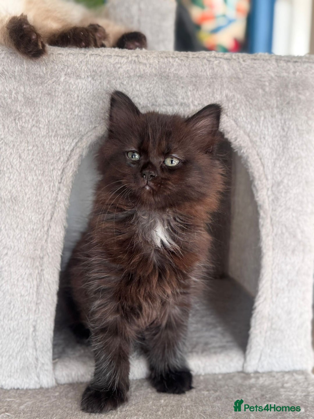 Mixed Breed cats for sale: Ragdoll and Maine Coon crossed  - Image 36