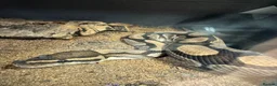 Leopard Gecko reptiles for sale: Available Rescue Looking for Their Forever Homes - Advert 4