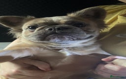 French Bulldog dogs for sale: Fluffy French bulldog - Image 1