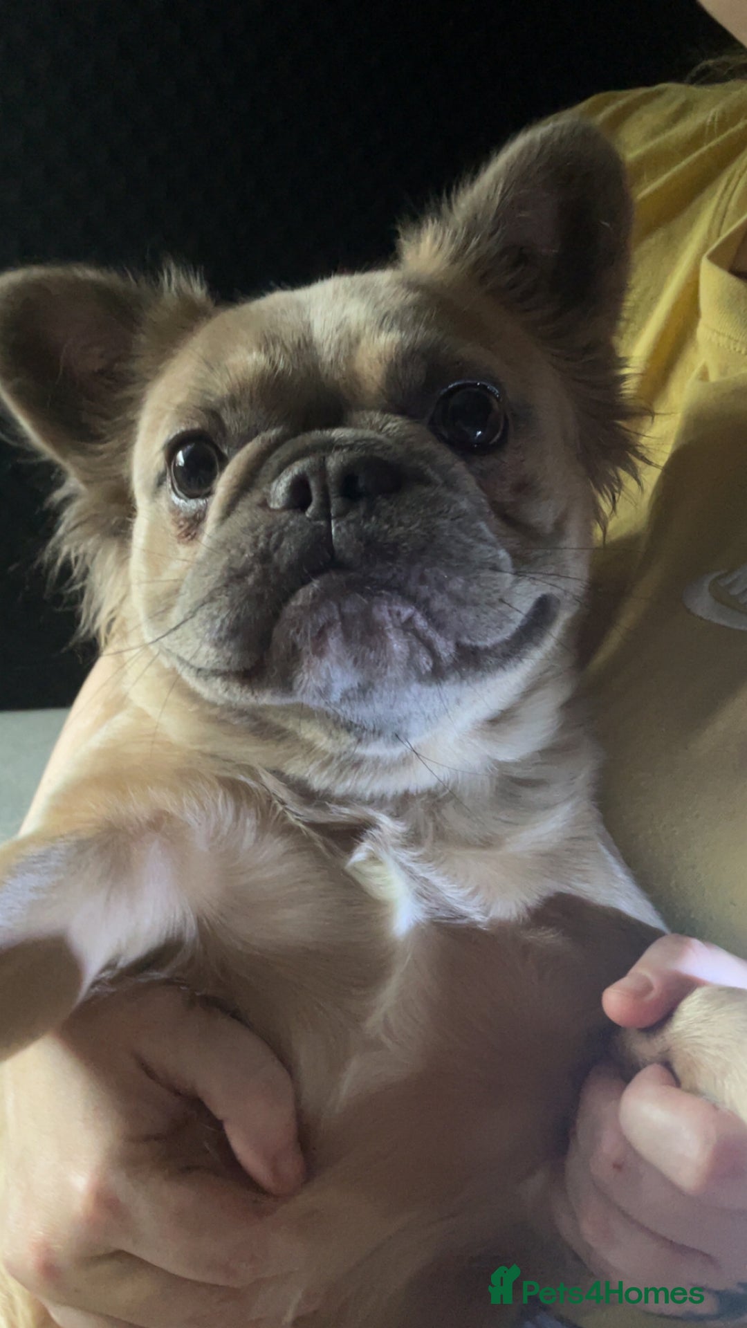 French Bulldog dogs for sale: Fluffy French bulldog - Image 1