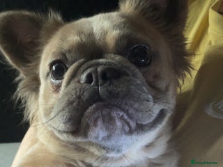 French Bulldog dogs - Advert 2