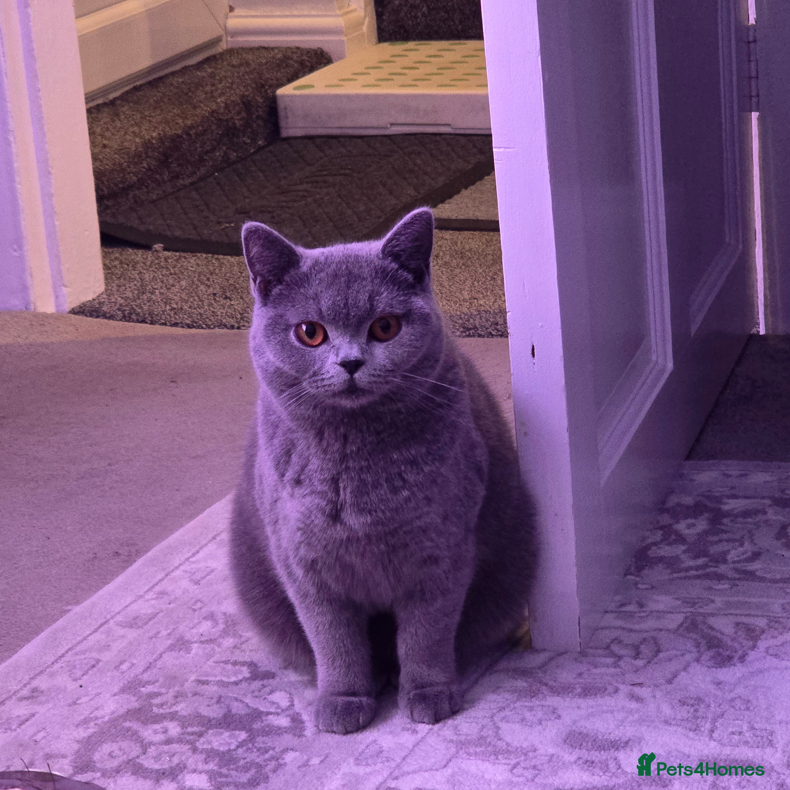 British Shorthair cats 8 month old British shorthair - Advert 2