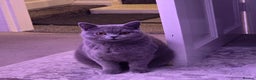 British Shorthair cats for sale: 8 month old British shorthair - Advert 1