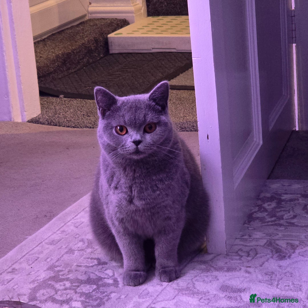 British Shorthair cats for sale: 8 month old British shorthair - Advert 1