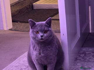 British Shorthair cats 8 month old British shorthair - Advert 18