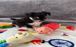 Chihuahua dogs for sale: 3 beautiful chihuahuas - Image 17