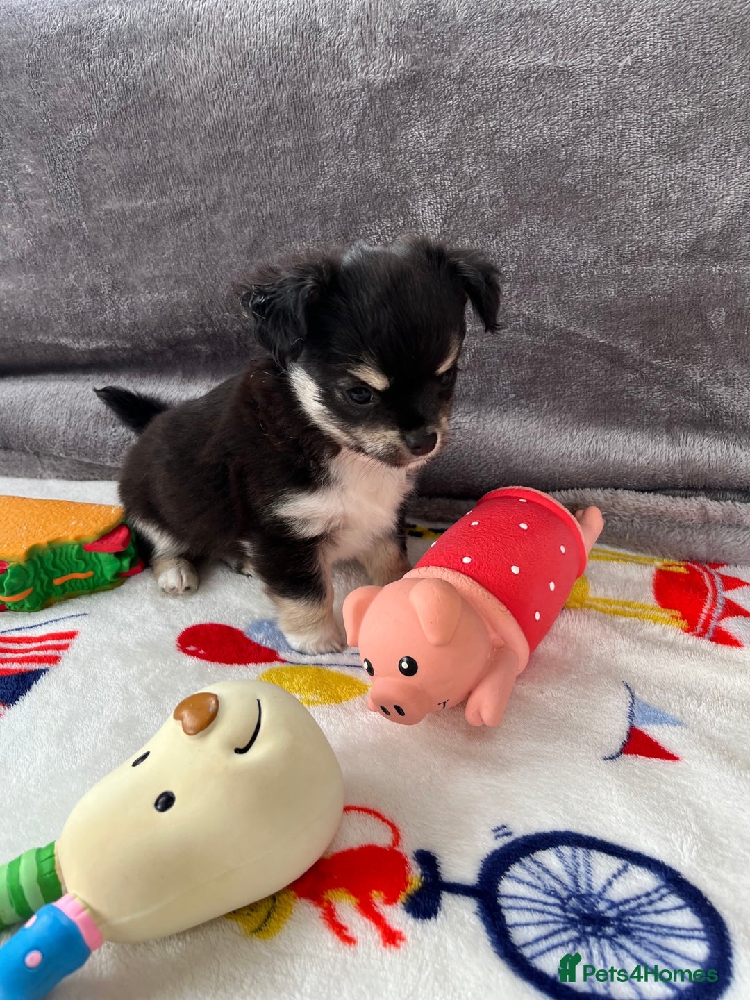 Chihuahua dogs for sale: 3 beautiful chihuahuas - Image 17