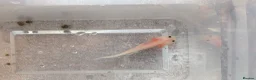 Angelfish fish for sale: Axalotls  in Tonbridge - Advert 5