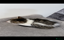 Mixed Breed cats for sale: Three beautiful kittens  - Image 2