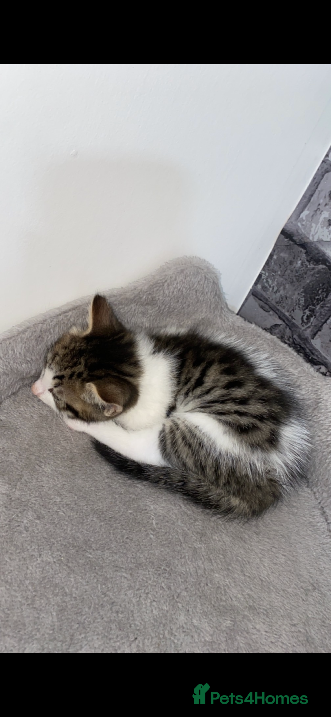 Mixed Breed cats for sale: Three beautiful kittens  - Image 2