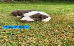 Mixed Breed dogs for sale: Bearded collie x welsh border collie - Image 1