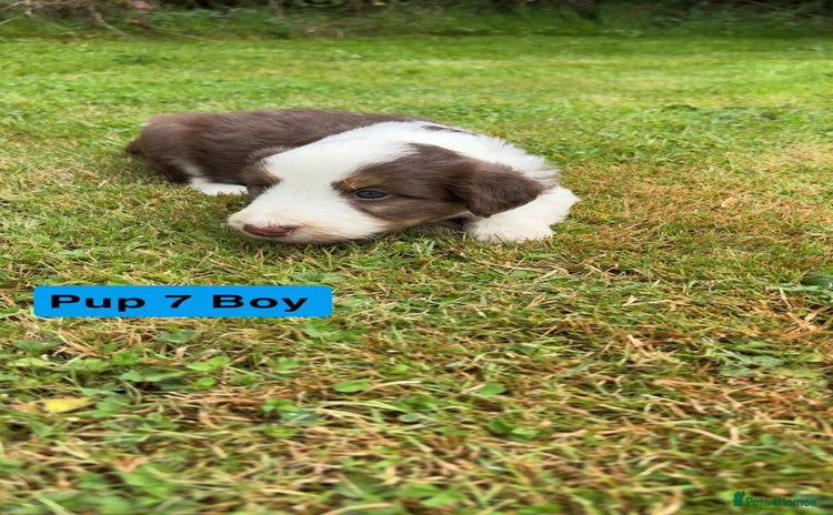 Mixed Breed dogs - Advert 3