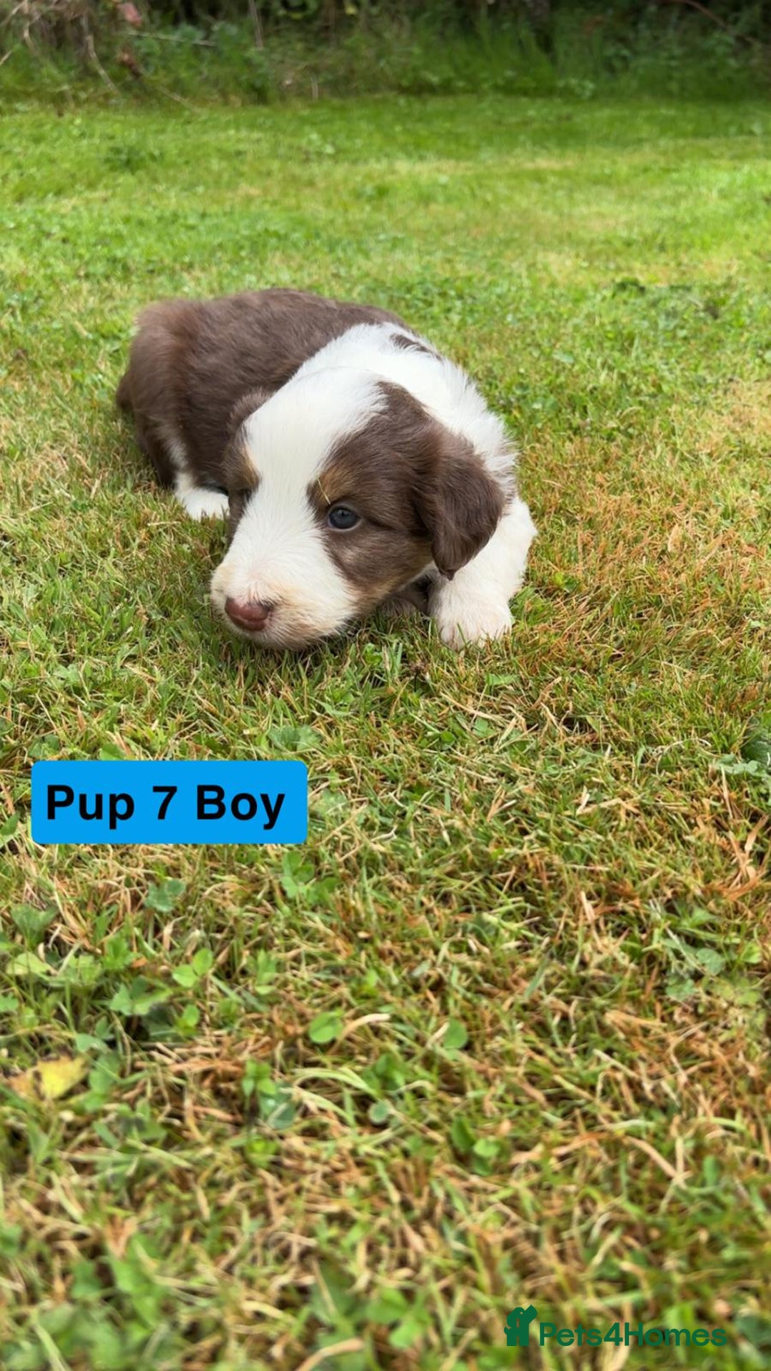 Mixed Breed dogs for sale: Bearded collie x welsh border collie - Image 1